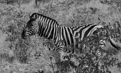 Fototapeta na wymiar Zebra im Etosha National Park - Namibia (schwarz weiß)