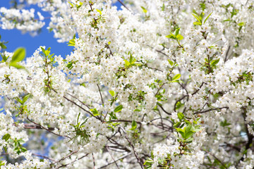 Cherry in full bloom