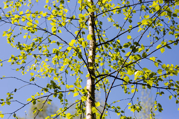 young birch in spring