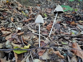 mushrooms in autumn forest