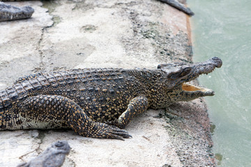 young crocodile near the water