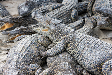 a lot of young crocodiles