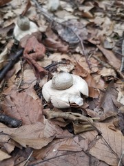 mushroom in the forest