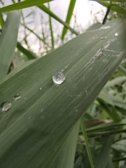 water drops on a leaf