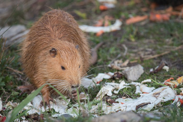 Coypu looking for food in a natural setting