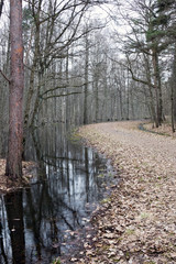  forest in early spring, trees in the water