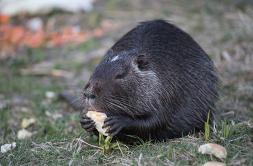 Coypu eating vegetables in a natural setting