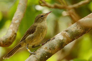Seychelles Warbler (Acrocephalus sechellensis) on Cousin Island, Seychelles, the place where this...