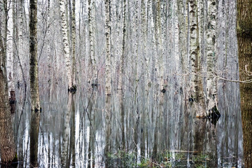 Birch forest in early spring, trees in the water