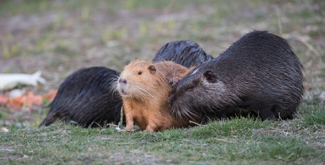 Coypu in various colors sitting in the garden