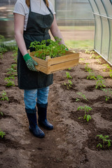 Agriculture, gardening. Girl gen z planted tomato seedlings in a greenhouse. Hobbies, remote work in quarantine in a virus. Slow life, digitally detox. Agriculture background