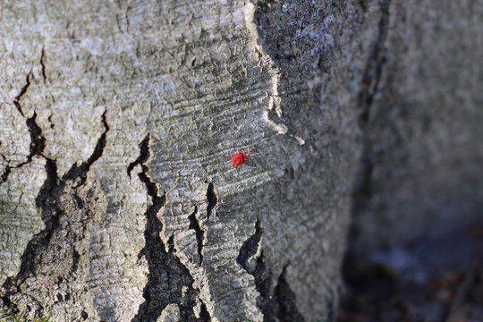 Eine rote Samtmilbe