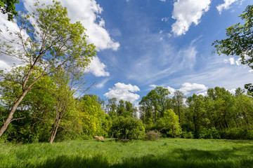 Beautiful meadow in the forest near the village Ocsa, Hungary