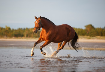 orlov trotter horse on the beach