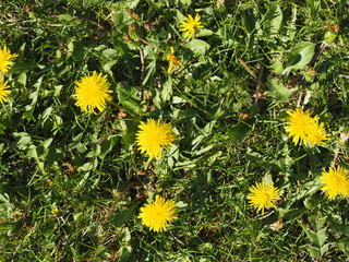 Top view of green grass and dandelion flowers background