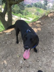 mi perro, mi escape