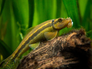 Chinese Algae Eater close up in fish tank (Gyrinocheilus aymonieri) with blurred background
