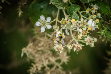 bee on a flower