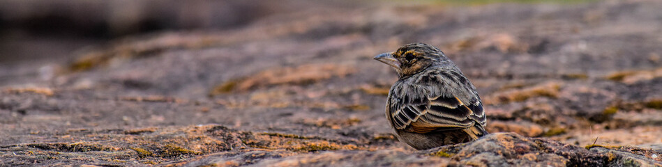 Old World sparrow in winter