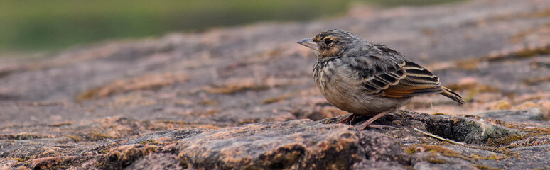 Old World sparrow in winter 