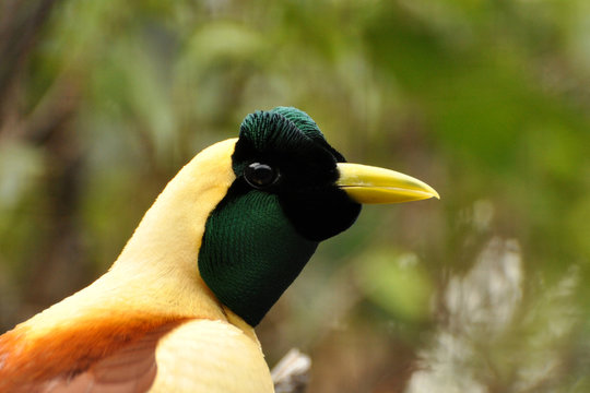 Portrait Of Male Red Bird-of-paradise (Paradisaea Rubra)