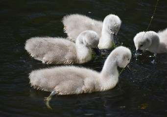 Cute fluffy Mute Swan cygnets, swimming on a lake.