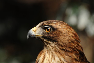 Portrait of a Booted eagle (Hieraeetus pennatus)