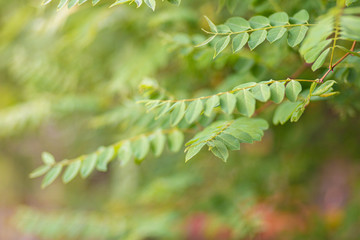 Green leaves acacia close-up on the tree.