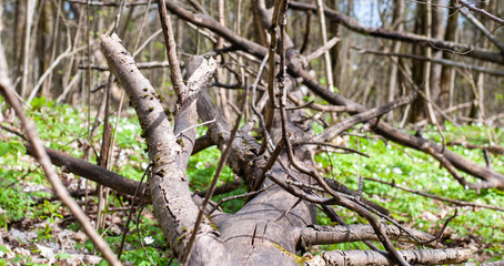 The brown wood texture with natural patterns
