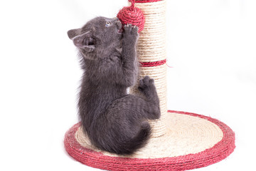 A funny little gray kitten plays with a ball tied to a claw in the form of a column.