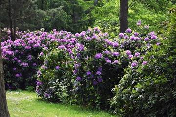 Large Rhododendron bush with purple flowers, in the park.