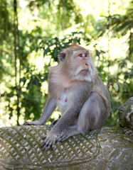 Monkey, Long-tailed Macaque in a sacred forest in Bali..