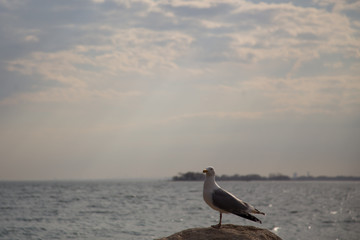 seagull on the beach