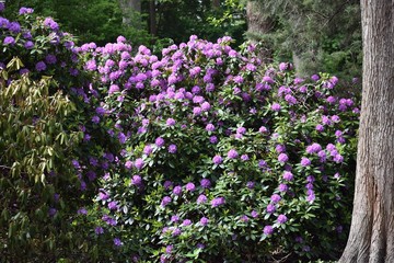 Large Rhododendron bush with purple flowers, in the park.