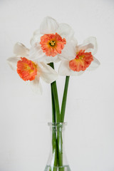 Elegant White daffodils with an orange center .