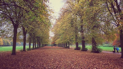 Naklejka premium autumn in the park