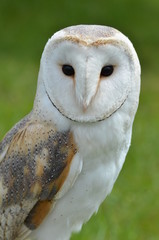 barn owl portrait