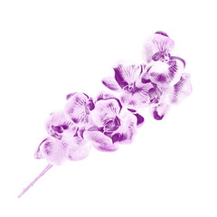 purple watercolor orchid branch isolated on white background