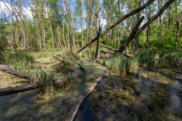 Swampy marsh in the forest near the village Ocsa, Hungary