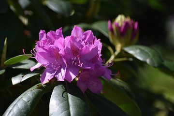 Beautiful purple Rhododendron flowers, in the park.

