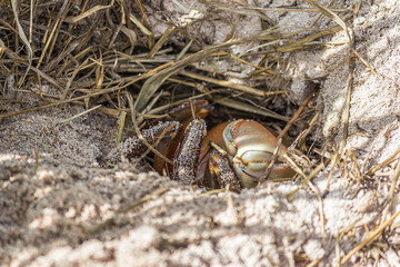 Land crab (Cardisoma carnifex) hid in its sand hole. Cardisoma carnifex is a species of terrestrial crab found in coastal regions from Africa and the Red Sea to the Line Islands.