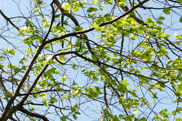 branches of a tree with young leaves and shoots on the background of a clear blue sky. the tree blooms-a juicy, young growth. Spring shoots.