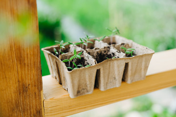 Sown tomatoes in cardboard peas with peat content.