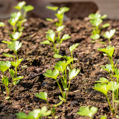 tiny green seedlings in a nursery in a greenhouse in the spring