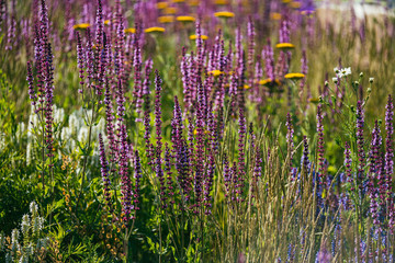 purple lavender bushes illuminated by the evening summer sun in Zaryadye Park in Moscow. Selective focus macro shot with shallow DOF