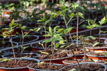 small tomatoes seedling in a greenhouse in the spring