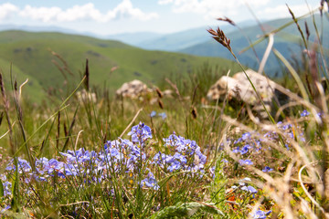 alpine meadows of Armenia