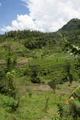 green fields and rice terraces and a mountain in the clouds on the horizon. Bali Indonesia...