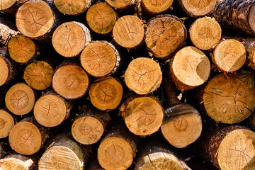 Background of the many tree logs. Wooden pattern