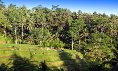 rice terrace, surrounded by palm trees under a blue sky. Indonesia. Bali